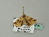  ( - BC ZSM Lep 66745)  @12 [ ] CreativeCommons - Attribution Non-Commercial Share-Alike (2012) Axel Hausmann/Bavarian State Collection of Zoology (ZSM) SNSB, Zoologische Staatssammlung Muenchen