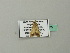  ( - BC ZSM Lep 66775)  @12 [ ] CreativeCommons - Attribution Non-Commercial Share-Alike (2012) Axel Hausmann/Bavarian State Collection of Zoology (ZSM) SNSB, Zoologische Staatssammlung Muenchen