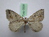  ( - BC ZSM SS Lep 0008)  @13 [ ] CreativeCommons - Attribution Non-Commercial Share-Alike (2012) Axel Hausmann/Bavarian State Collection of Zoology (ZSM) SNSB, Zoologische Staatssammlung Muenchen