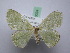  ( - BC ZSM SS Lep 0024)  @13 [ ] CreativeCommons - Attribution Non-Commercial Share-Alike (2012) Axel Hausmann/Bavarian State Collection of Zoology (ZSM) SNSB, Zoologische Staatssammlung Muenchen