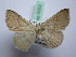  ( - BC ZSM SS Lep 0053)  @11 [ ] CreativeCommons - Attribution Non-Commercial Share-Alike (2012) Axel Hausmann/Bavarian State Collection of Zoology (ZSM) SNSB, Zoologische Staatssammlung Muenchen