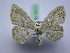  ( - BC ZSM SS Lep 0071)  @13 [ ] CreativeCommons - Attribution Non-Commercial Share-Alike (2012) Axel Hausmann/Bavarian State Collection of Zoology (ZSM) SNSB, Zoologische Staatssammlung Muenchen