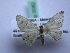  ( - BC ZSM SS Lep 0082)  @13 [ ] CreativeCommons - Attribution Non-Commercial Share-Alike (2012) Axel Hausmann/Bavarian State Collection of Zoology (ZSM) SNSB, Zoologische Staatssammlung Muenchen
