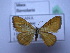  ( - BC ZSM SS Lep 0125)  @11 [ ] CreativeCommons - Attribution Non-Commercial Share-Alike (2012) Axel Hausmann/Bavarian State Collection of Zoology (ZSM) SNSB, Zoologische Staatssammlung Muenchen