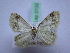  ( - BC ZSM SS Lep 0133)  @13 [ ] CreativeCommons - Attribution Non-Commercial Share-Alike (2012) Axel Hausmann/Bavarian State Collection of Zoology (ZSM) SNSB, Zoologische Staatssammlung Muenchen