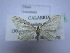 ( - BC ZSM SS Lep 0136)  @13 [ ] CreativeCommons - Attribution Non-Commercial Share-Alike (2012) Axel Hausmann/Bavarian State Collection of Zoology (ZSM) SNSB, Zoologische Staatssammlung Muenchen