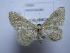  ( - BC ZSM SS Lep 0160)  @13 [ ] CreativeCommons - Attribution Non-Commercial Share-Alike (2012) Axel Hausmann/Bavarian State Collection of Zoology (ZSM) SNSB, Zoologische Staatssammlung Muenchen