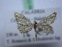  ( - BC ZSM SS Lep 0172)  @13 [ ] CreativeCommons - Attribution Non-Commercial Share-Alike (2012) Axel Hausmann/Bavarian State Collection of Zoology (ZSM) SNSB, Zoologische Staatssammlung Muenchen