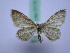  ( - BC ZSM SS Lep 0175)  @13 [ ] CreativeCommons - Attribution Non-Commercial Share-Alike (2012) Axel Hausmann/Bavarian State Collection of Zoology (ZSM) SNSB, Zoologische Staatssammlung Muenchen