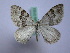  ( - BC ZSM SS Lep 0183)  @13 [ ] CreativeCommons - Attribution Non-Commercial Share-Alike (2012) Axel Hausmann/Bavarian State Collection of Zoology (ZSM) SNSB, Zoologische Staatssammlung Muenchen