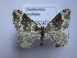  ( - BC ZSM SS Lep 0184)  @13 [ ] CreativeCommons - Attribution Non-Commercial Share-Alike (2012) Axel Hausmann/Bavarian State Collection of Zoology (ZSM) SNSB, Zoologische Staatssammlung Muenchen