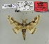  ( - 2013-65)  @11 [ ] CreativeCommons - Attribution Non-Commercial Share-Alike (2013) Axel Hausmann/Bavarian State Collection of Zoology (ZSM) SNSB, Zoologische Staatssammlung Muenchen