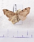  (Heterophleps AY01Ch - BC AxYi 0063)  @12 [ ] Copyright (2013) Y.Zou IZCAS