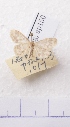  (Idaea AY01Ch - BC AxYi 0069)  @12 [ ] Copyright (2013) Y.Zou IZCAS
