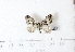  (Hydriomena AY01Ch - BC AxYi 0282)  @13 [ ] Copyright (2013) Y.Zou IZCAS