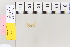  (Idaea inspiculataAH01 - BC DS 0003)  @11 [ ] Copyright (2013) Axel Hausmann/Bavarian State Collection of Zoology (ZSM) SNSB, Zoologische Staatssammlung Muenchen