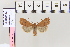  (Conistra halaeAH01 - BC DS 0005)  @13 [ ] Copyright (2013) Axel Hausmann/Bavarian State Collection of Zoology (ZSM) SNSB, Zoologische Staatssammlung Muenchen