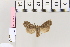 (Conistra vacciniiAH01 - BC DS 0012)  @11 [ ] Copyright (2013) Axel Hausmann/Bavarian State Collection of Zoology (ZSM) SNSB, Zoologische Staatssammlung Muenchen