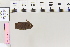  (Conistra halaeAH02 - BC DS 0014)  @12 [ ] Copyright (2013) Axel Hausmann/Bavarian State Collection of Zoology (ZSM) SNSB, Zoologische Staatssammlung Muenchen