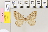  (Hydria cervinalisAH03 - BC DS 0019)  @11 [ ] Copyright (2013) Axel Hausmann/Bavarian State Collection of Zoology (ZSM) SNSB, Zoologische Staatssammlung Muenchen