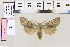  ( - BC DS 0029)  @13 [ ] Copyright (2013) Axel Hausmann/Bavarian State Collection of Zoology (ZSM) SNSB, Zoologische Staatssammlung Muenchen