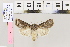  ( - BC DS 0033)  @11 [ ] Copyright (2013) Axel Hausmann/Bavarian State Collection of Zoology (ZSM) SNSB, Zoologische Staatssammlung Muenchen