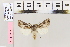  ( - BC DS 0034)  @13 [ ] Copyright (2013) Axel Hausmann/Bavarian State Collection of Zoology (ZSM) SNSB, Zoologische Staatssammlung Muenchen