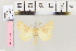  ( - BC DS 0041)  @12 [ ] Copyright (2013) Axel Hausmann/Bavarian State Collection of Zoology (ZSM) SNSB, Zoologische Staatssammlung Muenchen