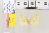  ( - BC DS 0043)  @12 [ ] Copyright (2013) Axel Hausmann/Bavarian State Collection of Zoology (ZSM) SNSB, Zoologische Staatssammlung Muenchen