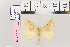  ( - BC DS 0044)  @12 [ ] Copyright (2013) Axel Hausmann/Bavarian State Collection of Zoology (ZSM) SNSB, Zoologische Staatssammlung Muenchen