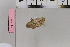  ( - BC DS 0063)  @12 [ ] Copyright (2013) Axel Hausmann/Bavarian State Collection of Zoology (ZSM) SNSB, Zoologische Staatssammlung Muenchen