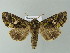  ( - BC ZSM Lep 66954)  @14 [ ] CreativeCommons - Attribution Non-Commercial Share-Alike (2013) Axel Hausmann/Bavarian State Collection of Zoology (ZSM) SNSB, Zoologische Staatssammlung Muenchen