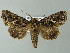  ( - BC ZSM Lep 66955)  @13 [ ] CreativeCommons - Attribution Non-Commercial Share-Alike (2013) Axel Hausmann/Bavarian State Collection of Zoology (ZSM) SNSB, Zoologische Staatssammlung Muenchen