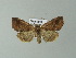  ( - BC ZSM Lep 66960)  @13 [ ] CreativeCommons - Attribution Non-Commercial Share-Alike (2013) Axel Hausmann/Bavarian State Collection of Zoology (ZSM) SNSB, Zoologische Staatssammlung Muenchen