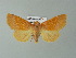  ( - BC ZSM Lep 66963)  @14 [ ] CreativeCommons - Attribution Non-Commercial Share-Alike (2013) Axel Hausmann/Bavarian State Collection of Zoology (ZSM) SNSB, Zoologische Staatssammlung Muenchen