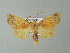  ( - BC ZSM Lep 66964)  @14 [ ] CreativeCommons - Attribution Non-Commercial Share-Alike (2013) Axel Hausmann/Bavarian State Collection of Zoology (ZSM) SNSB, Zoologische Staatssammlung Muenchen