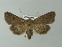  ( - BC ZSM Lep 66967)  @13 [ ] CreativeCommons - Attribution Non-Commercial Share-Alike (2013) Axel Hausmann/Bavarian State Collection of Zoology (ZSM) SNSB, Zoologische Staatssammlung Muenchen