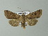  ( - BC ZSM Lep 66974)  @11 [ ] CreativeCommons - Attribution Non-Commercial Share-Alike (2013) Axel Hausmann/Bavarian State Collection of Zoology (ZSM) SNSB, Zoologische Staatssammlung Muenchen