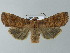  ( - BC ZSM Lep 66977)  @14 [ ] CreativeCommons - Attribution Non-Commercial Share-Alike (2013) Axel Hausmann/Bavarian State Collection of Zoology (ZSM) SNSB, Zoologische Staatssammlung Muenchen