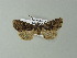  ( - BC ZSM Lep 67004)  @12 [ ] CreativeCommons - Attribution Non-Commercial Share-Alike (2013) Axel Hausmann/Bavarian State Collection of Zoology (ZSM) SNSB, Zoologische Staatssammlung Muenchen