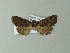  ( - BC ZSM Lep 67005)  @12 [ ] CreativeCommons - Attribution Non-Commercial Share-Alike (2013) Axel Hausmann/Bavarian State Collection of Zoology (ZSM) SNSB, Zoologische Staatssammlung Muenchen