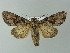  (Lacanobia w-latinum - BC ZSM Lep 67009)  @15 [ ] CreativeCommons - Attribution Non-Commercial Share-Alike (2013) Axel Hausmann/Bavarian State Collection of Zoology (ZSM) SNSB, Zoologische Staatssammlung Muenchen