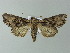 ( - BC ZSM Lep 67010)  @14 [ ] CreativeCommons - Attribution Non-Commercial Share-Alike (2013) Axel Hausmann/Bavarian State Collection of Zoology (ZSM) SNSB, Zoologische Staatssammlung Muenchen