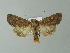  ( - BC ZSM Lep 67012)  @13 [ ] CreativeCommons - Attribution Non-Commercial Share-Alike (2013) Axel Hausmann/Bavarian State Collection of Zoology (ZSM) SNSB, Zoologische Staatssammlung Muenchen