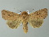  ( - BC ZSM Lep 67018)  @11 [ ] CreativeCommons - Attribution Non-Commercial Share-Alike (2013) Axel Hausmann/Bavarian State Collection of Zoology (ZSM) SNSB, Zoologische Staatssammlung Muenchen