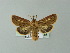  ( - BC ZSM Lep 67025)  @13 [ ] CreativeCommons - Attribution Non-Commercial Share-Alike (2013) Axel Hausmann/Bavarian State Collection of Zoology (ZSM) SNSB, Zoologische Staatssammlung Muenchen