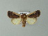  ( - BC ZSM Lep 67030)  @14 [ ] CreativeCommons - Attribution Non-Commercial Share-Alike (2013) Axel Hausmann/Bavarian State Collection of Zoology (ZSM) SNSB, Zoologische Staatssammlung Muenchen