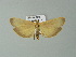  ( - BC ZSM Lep 67078)  @13 [ ] CreativeCommons - Attribution Non-Commercial Share-Alike (2013) Axel Hausmann/Bavarian State Collection of Zoology (ZSM) SNSB, Zoologische Staatssammlung Muenchen