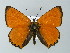 ( - BC ZSM Lep 67104)  @15 [ ] CreativeCommons - Attribution Non-Commercial Share-Alike (2013) Axel Hausmann/Bavarian State Collection of Zoology (ZSM) SNSB, Zoologische Staatssammlung Muenchen