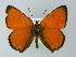  ( - BC ZSM Lep 67105)  @14 [ ] CreativeCommons - Attribution Non-Commercial Share-Alike (2013) Axel Hausmann/Bavarian State Collection of Zoology (ZSM) SNSB, Zoologische Staatssammlung Muenchen